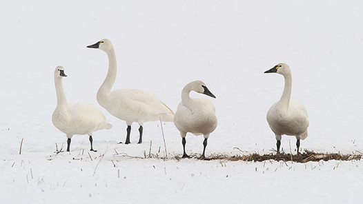 tundra-swans-526