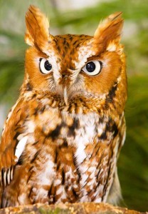 Screech Owl