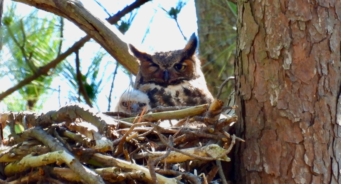 Great Horned Owl sitting in nest.