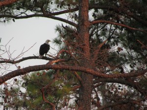 Bald eagle seen while kayaking