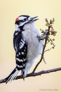 Woodpecker. Photo credit: Daniel Glenn