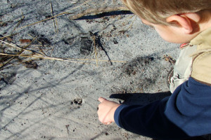 child looking at animal tracks