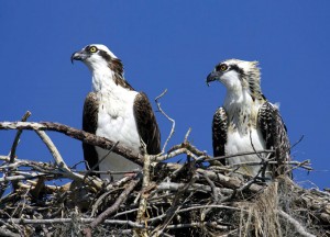 two osprey sitting in a nest