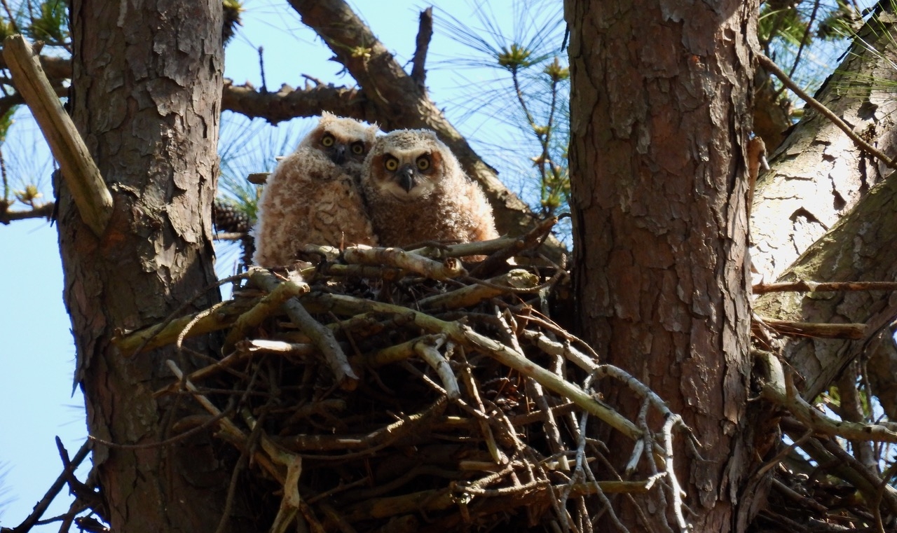 2 small great horned owls sitting in nest