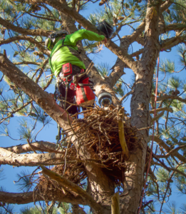 man mounting the camera above the owl nest