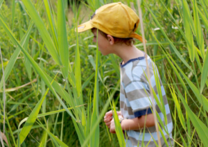 boy exploring in tall grasses