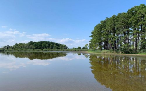 Tree Talk: The Social Network