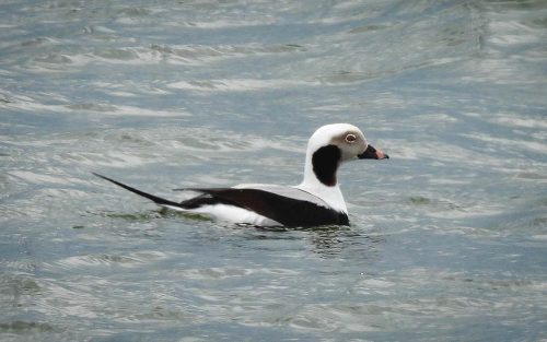 Saturday Morning Bird Hike, November 2026