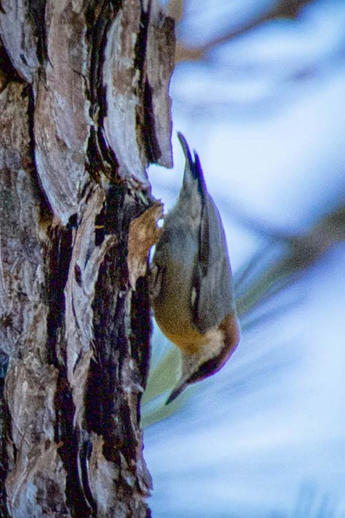 Saturday Morning Bird Hike, October 2026