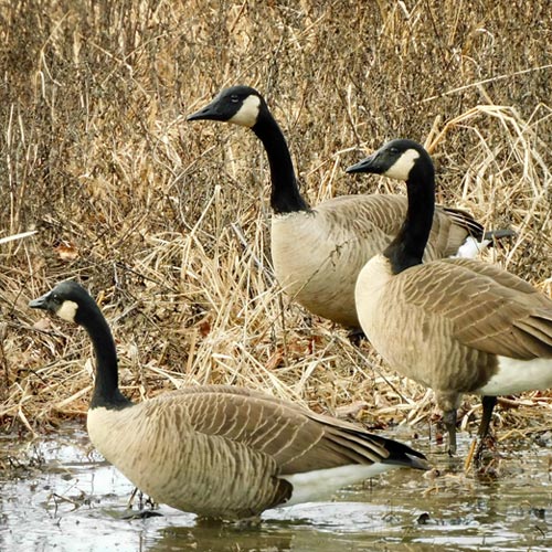 Saturday Morning Bird Hike, December 2026