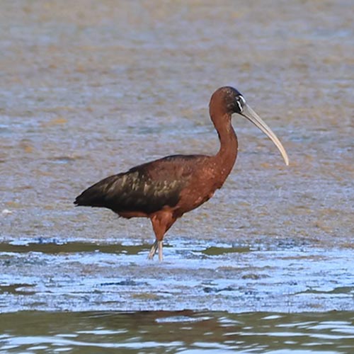 Saturday Morning Bird Hike, September 2026