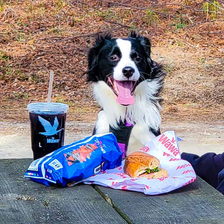 cbec-dogs