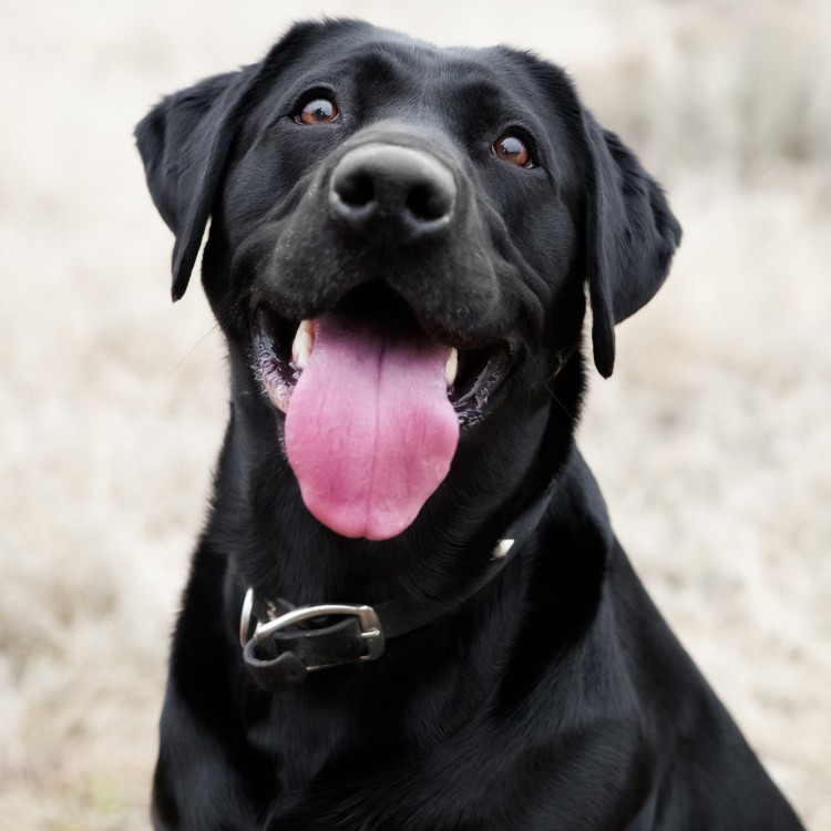 cbec-dogs1