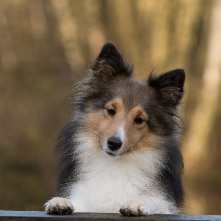 cbec-dogs2
