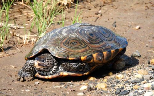 The Estuary Explorer