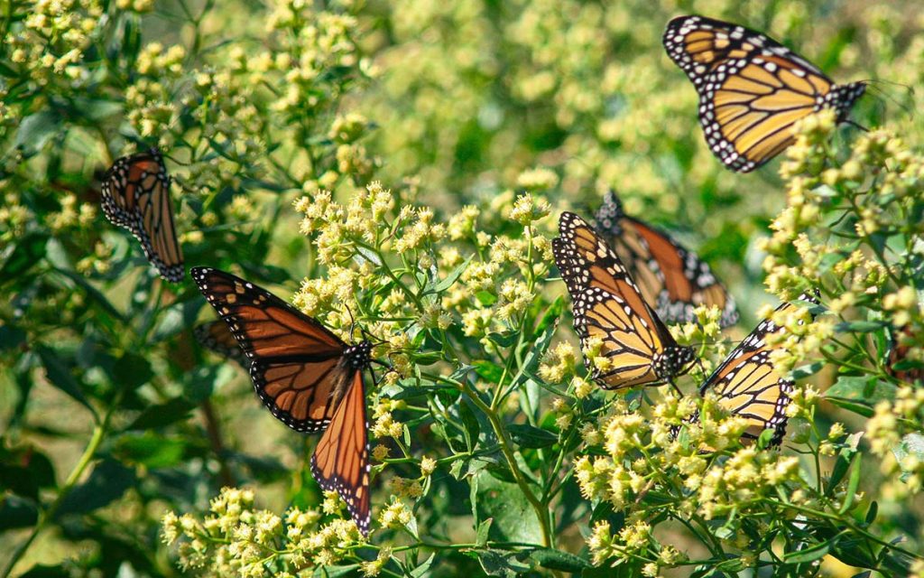 cbec-pollinator1