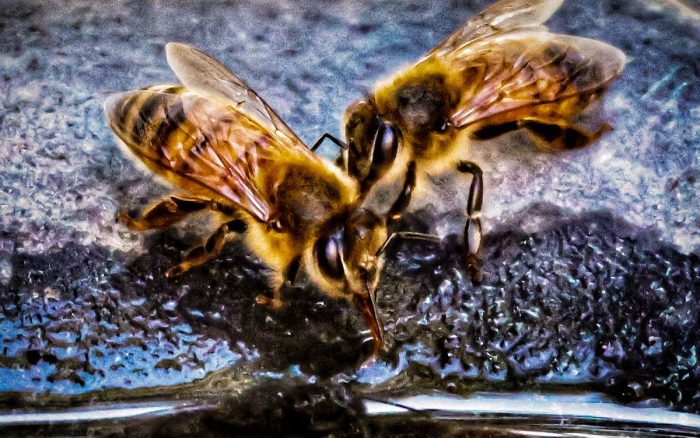All About Pollinators