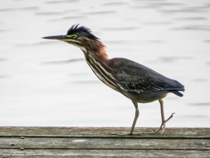 Birding the Edges