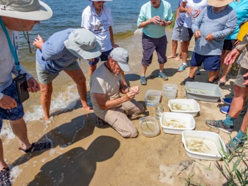 Catch a Bay Critter and the Remarkable Oyster